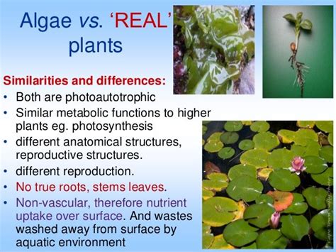 describe how algae are similar to plants